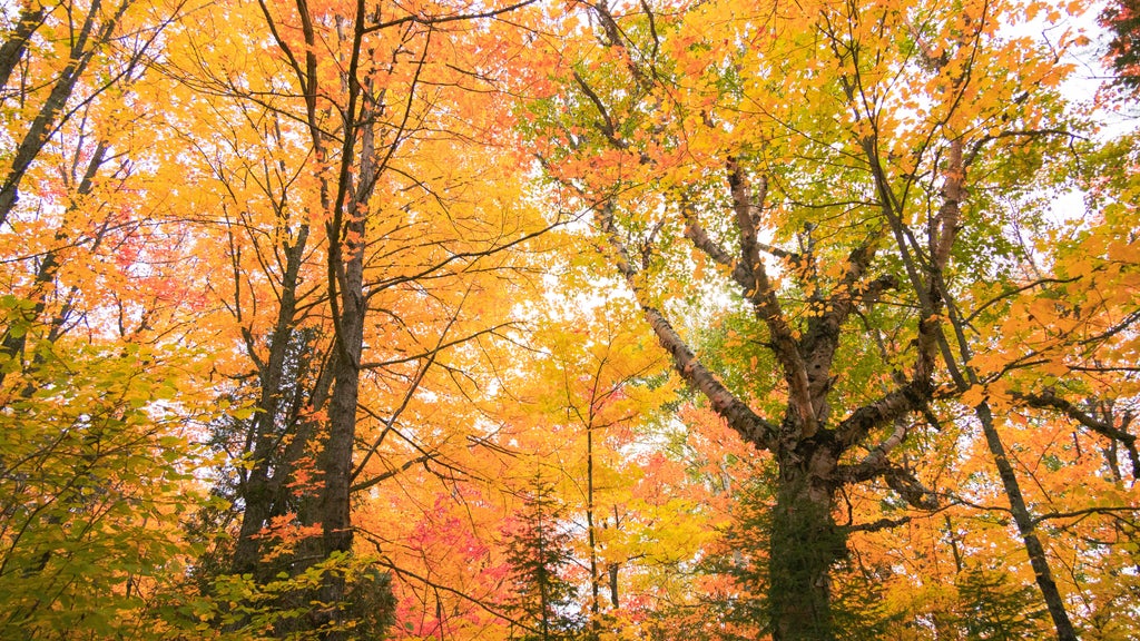 Summerlike weekend on tap in Twin Cities; fall returns early next week — WCCO / CBS Minnesota, Robbinsdale Community news
