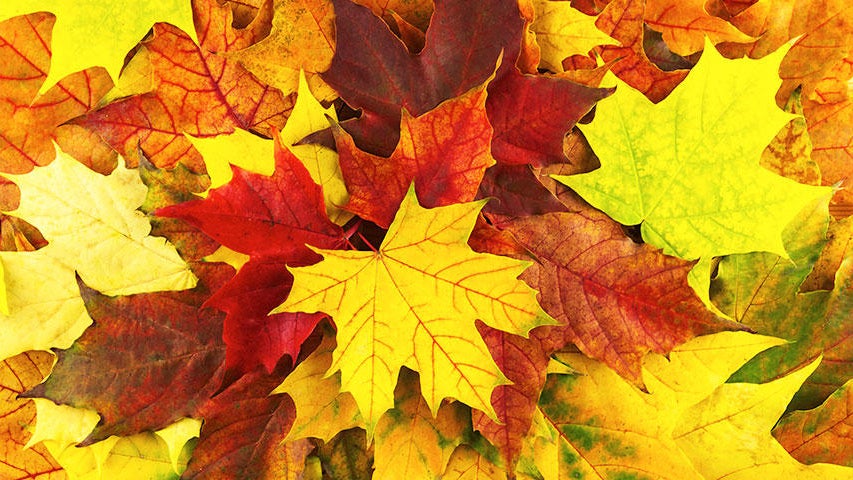 Cooler, quieter fall weather returns Tuesday in the Twin Cities — WCCO / CBS Minnesota, Robbinsdale Community news