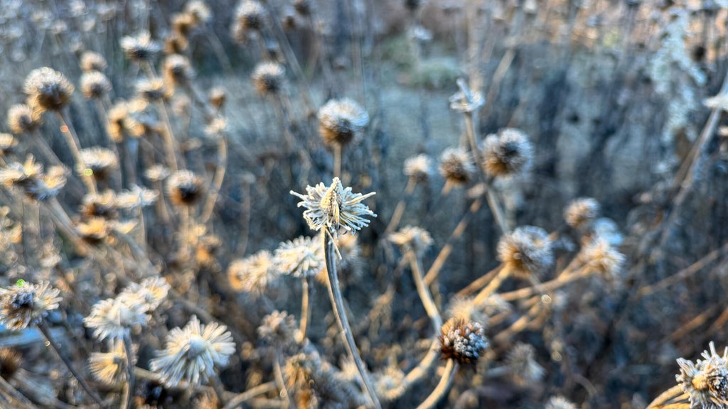 Breezy winds bring cool air to Minnesota, with first frost possible in the metro Friday night — WCCO / CBS Minnesota, Robbinsdale Sports news