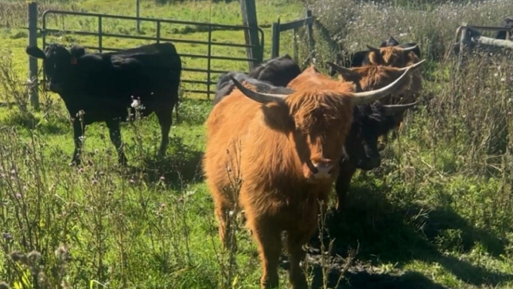 Minnesota farmer calls for thief to return nearly a dozen cows: "You're going to go to jail" — WCCO / CBS Minnesota, Robbinsdale Community news