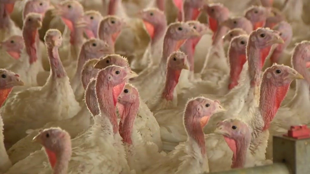 Bird flu confirmed in Barron County, Wisconsin, commercial poultry flock — WCCO / CBS Minnesota, Robbinsdale Real Estate news