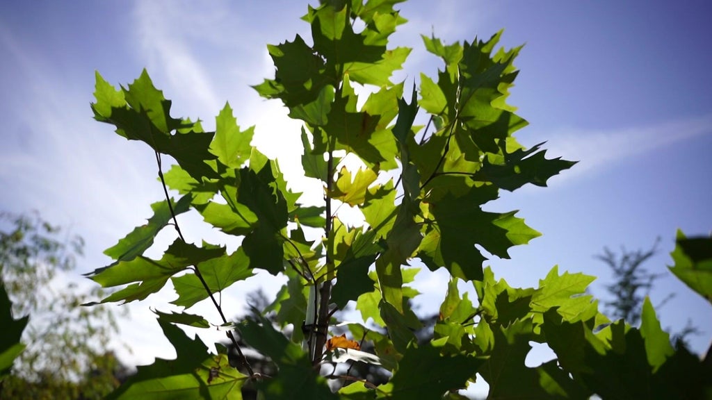 St. Paul city employees help plant trees at church in Rondo neighborhood — WCCO / CBS Minnesota, Robbinsdale Real Estate news