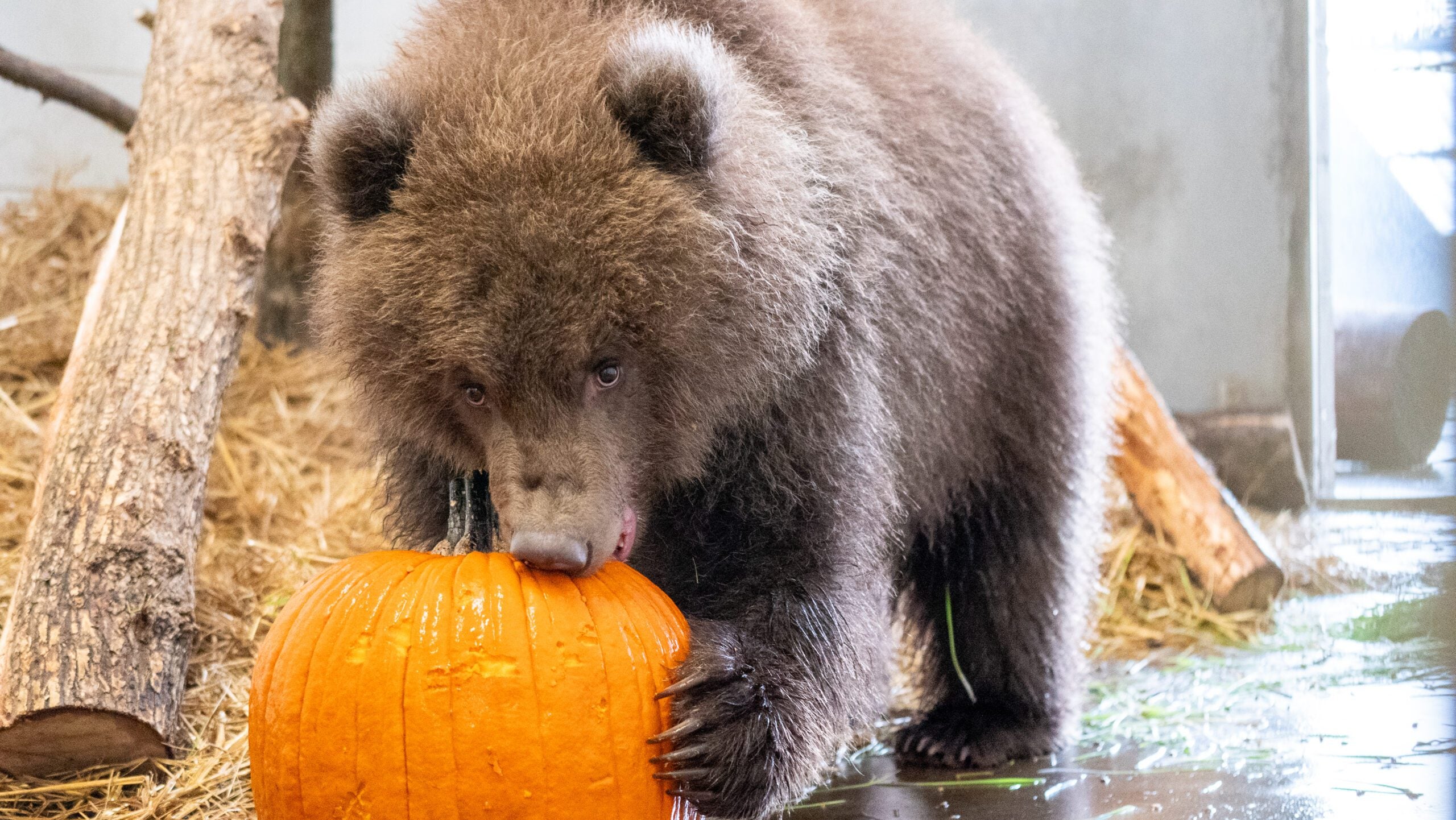 Minnesota Zoo welcomes 3 orphaned brown bear cubs rescued from Alaska — Robbinsdale Health news