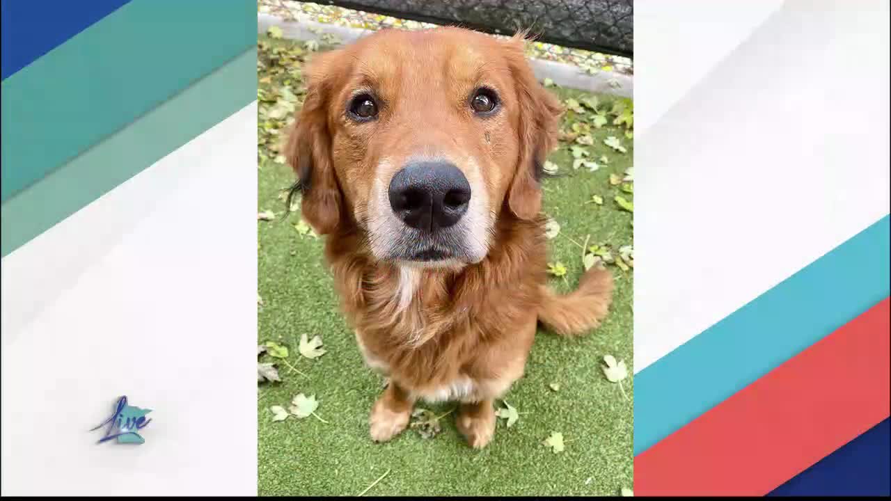 Adopt a Dog Month: Golden Retrievers — KSTP 5, Robbinsdale Community news