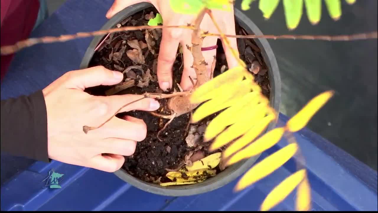Tips for Planting Trees — KSTP 5, Robbinsdale Community news