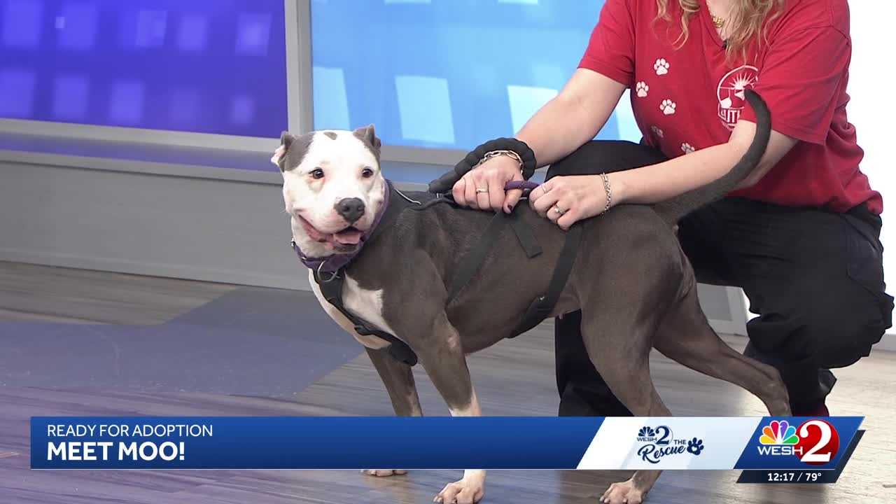 Moo at Southeast Volusia Humane Society is looking for a home — WESH 2 Orlando, Robbinsdale Community news