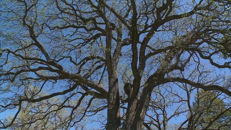 How to keep your oak trees healthy — KARE 11 Local, Robbinsdale Health news