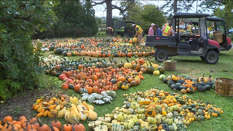 Pumpkin 101: Best to cook, carve & display — KARE 11 Local, Robbinsdale Community news