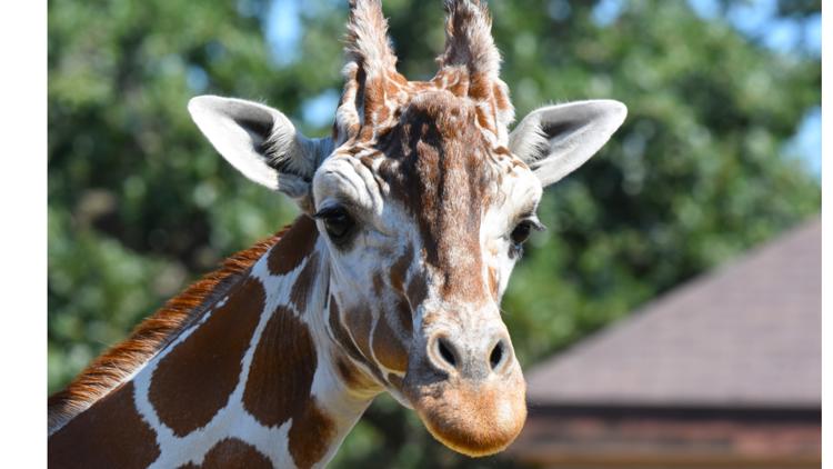 Como Zoo mourns loss of beloved giraffe, 'Skeeter' — Robbinsdale Community news