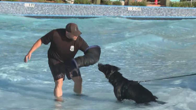 Tampa police K-9s train at theme park to prepare for emergencies — WTSP 10 Tampa Bay, Robbinsdale Community news