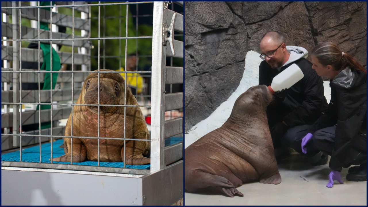 Orphaned baby walrus in Alaska flown 4,800 miles to new home in Florida — FOX 9, Robbinsdale Community news