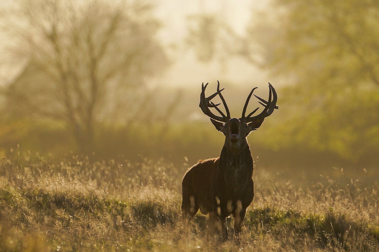 Deer-related crashes spike in the fall. Here's why. — FOX 9, Robbinsdale Sports news