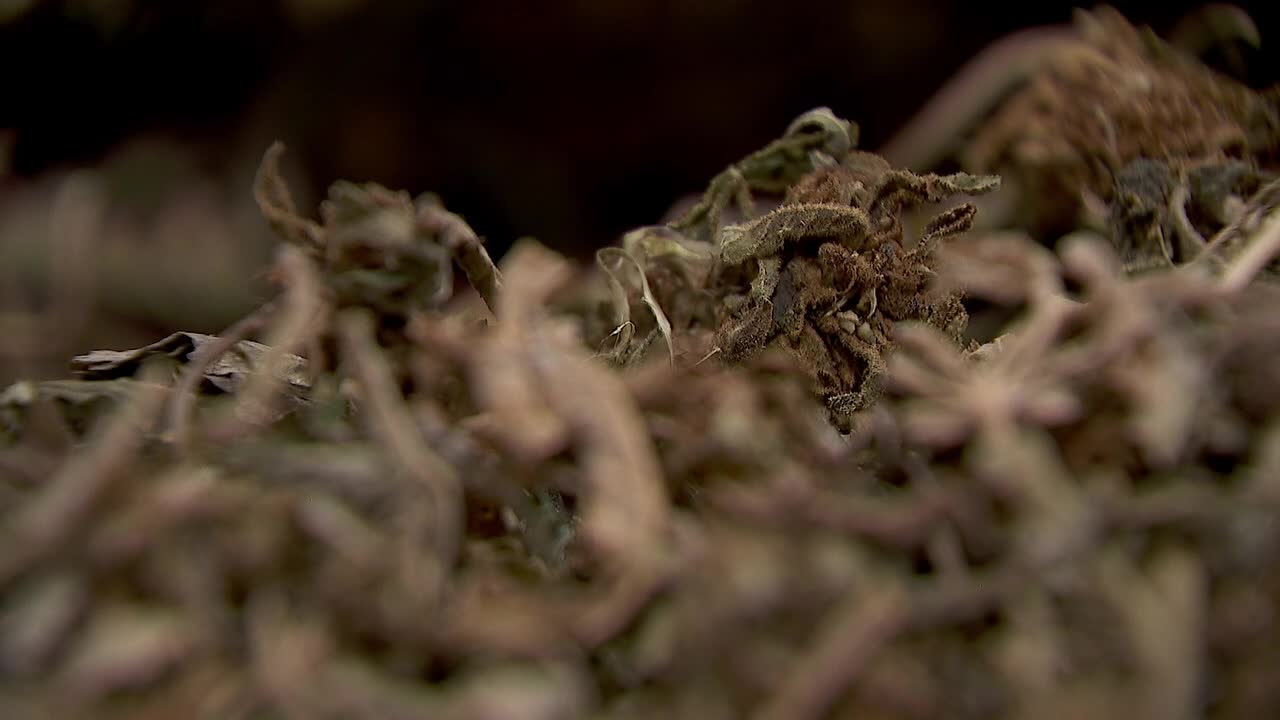 Hemp THC deadline hits $200 million industry, leads to layoffs, but liquor stores may maintain — FOX 9, Robbinsdale Business news