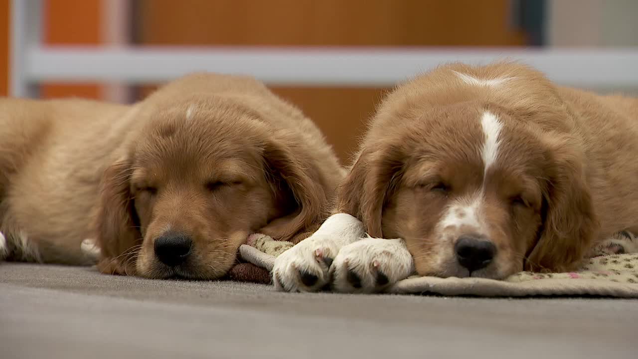 36 dogs rescued from unlicensed breeder in Cass County — Robbinsdale Community news