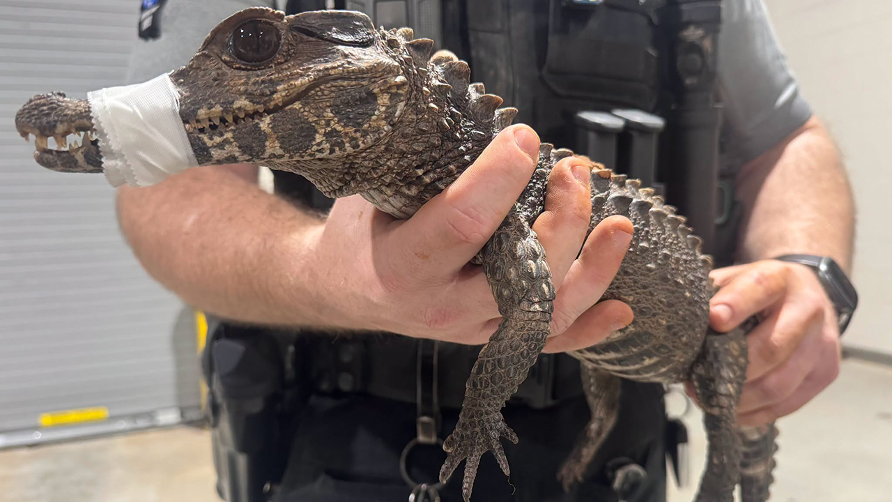Watch: Deputies in Oklahoma capture escaped caiman after months on the loose — FOX 9, Robbinsdale Community news